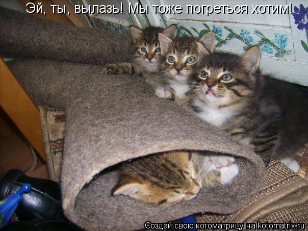 Эй, ты, вылазь! Мы тоже погреться хотим!... Котоматрица: Эй, ты, вылазь! Мы тоже погреться хотим!