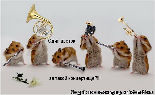 Один цветок за такой концертище?!!!... Котоматрица: Один цветок за такой концертище?!!!