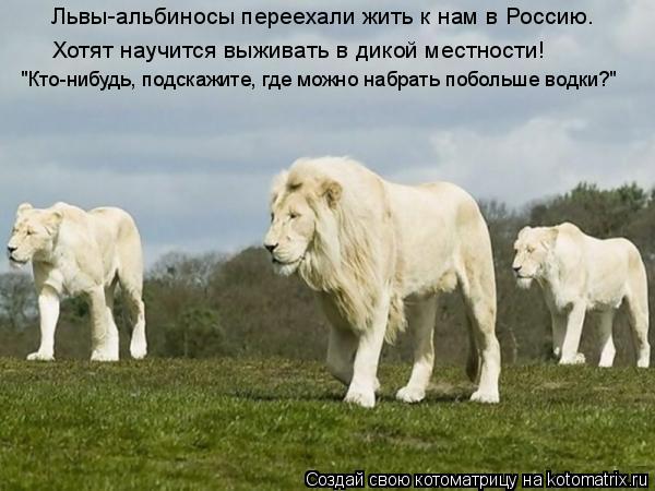 Львы-альбиносы переехали жить к нам в Россию. Хотят научится выживать в дикой местности! "Кто-нибудь,... Котоматрица: Львы-альбиносы переехали жить к нам в Россию. Хотят научится выживать в дикой местности! "Кто-нибудь, подскажите, где можно набрать побольше