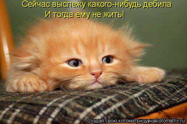 Сейчас выслежу какого-нибудь дебила И тогда ему не жить!... Котоматрица: Сейчас выслежу какого-нибудь дебила И тогда ему не жить!