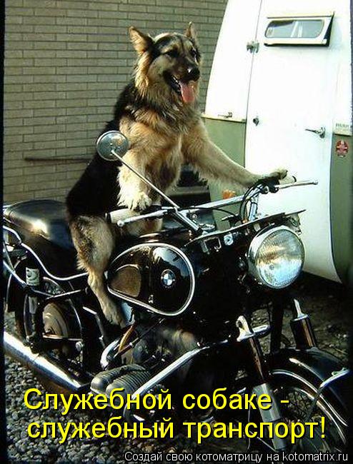 Служебной собаке - служебный транспорт!... Котоматрица: Служебной собаке - служебный транспорт!