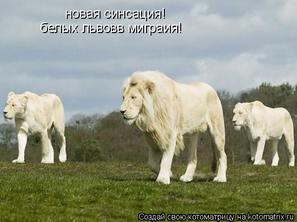 новая синсация! белых львовв миграия!... Котоматрица: новая синсация! белых львовв миграия!