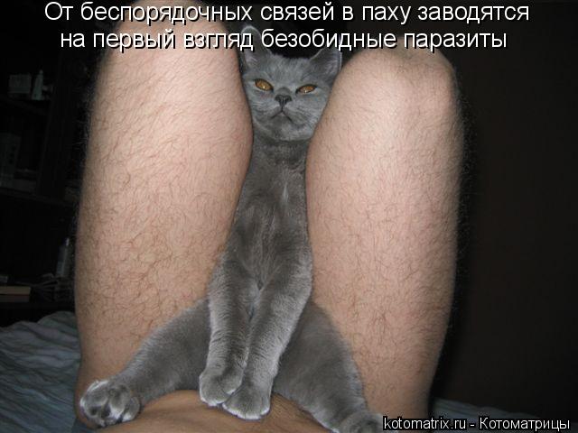 на первый взгляд безобидные паразиты От беспорядочных связей в паху заводятся... Котоматрица: на первый взгляд безобидные паразиты От беспорядочных связей в паху заводятся