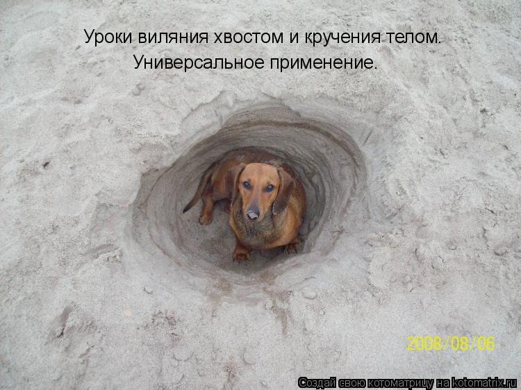 Универсальное применение. Уроки виляния хвостом и кручения телом.... Котоматрица: Универсальное применение. Уроки виляния хвостом и кручения телом.