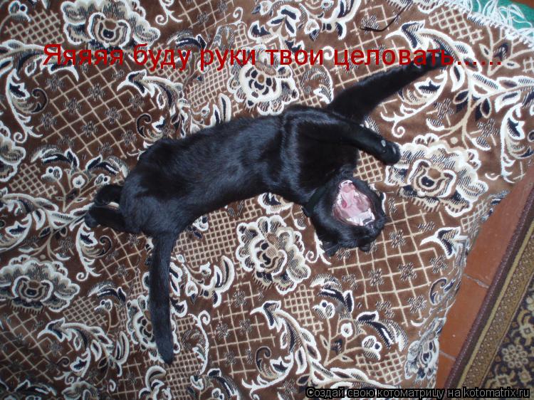 Яяяяя буду руки твои целовать......... Котоматрица: Яяяяя буду руки твои целовать......