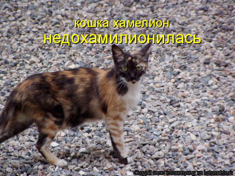 кошка хамелион недохамилионилась... Котоматрица: кошка хамелион недохамилионилась