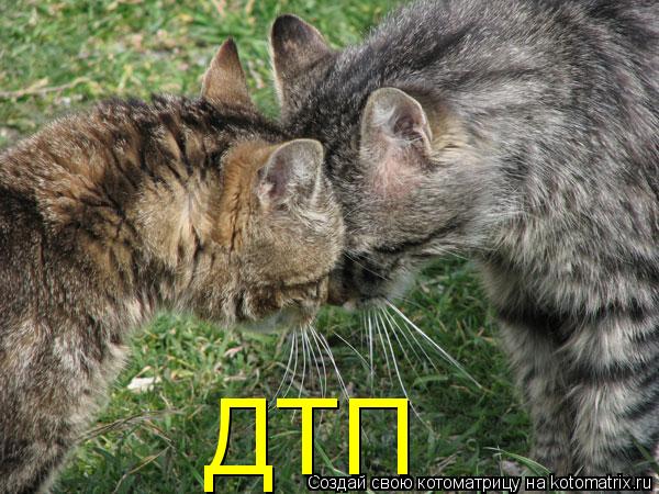 ДТП... Котоматрица: ДТП