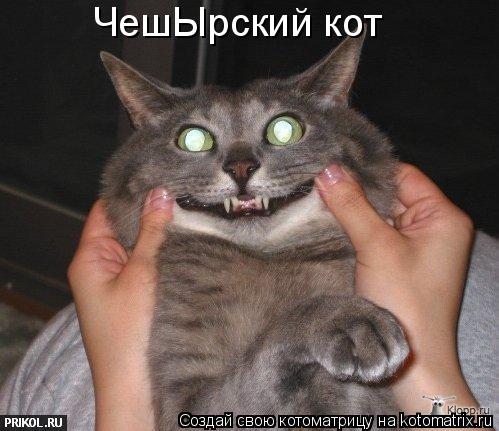 ЧешЫрский кот... Котоматрица: ЧешЫрский кот