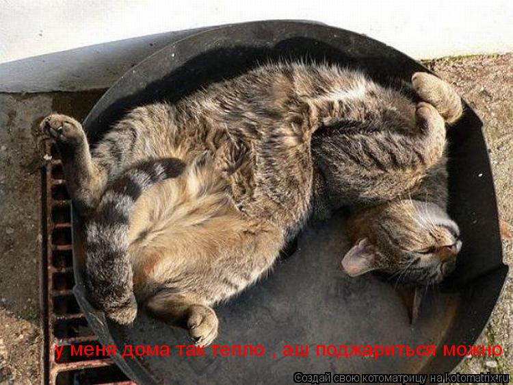 у меня дома так тепло , аш поджариться можно... Котоматрица: у меня дома так тепло , аш поджариться можно