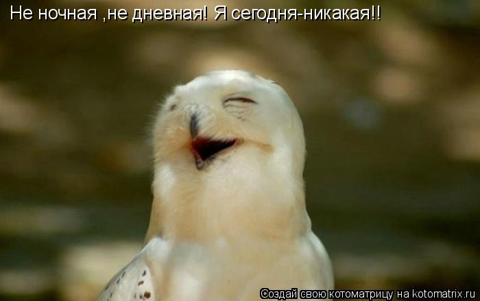 Не ночная ,не дневная! Я сегодня-никакая!!... Котоматрица: Не ночная ,не дневная! Я сегодня-никакая!!