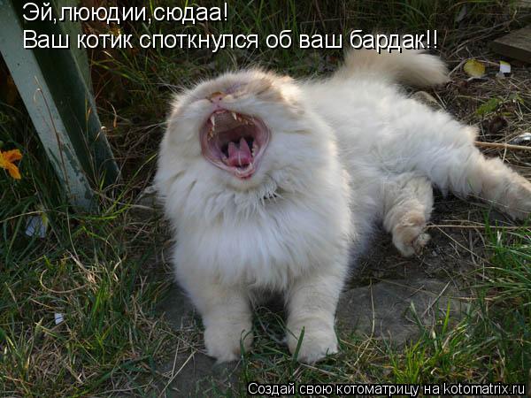Котоматрица: Эй,лююдии,сюдаа!  Ваш котик споткнулся об ваш бардак!!
