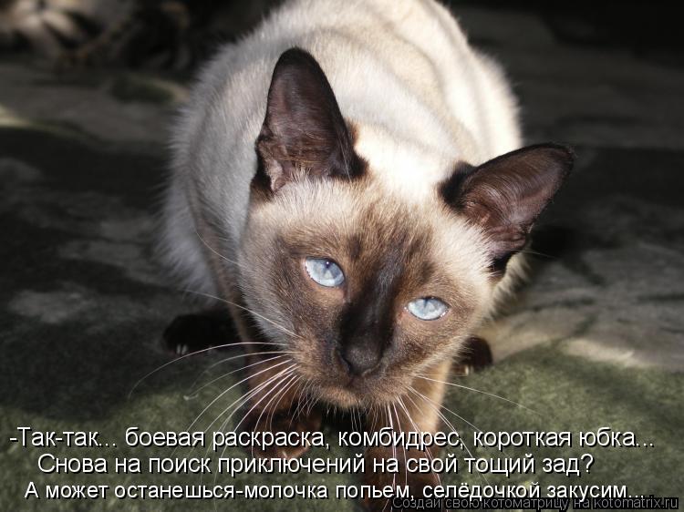 -Так-так... боевая раскраска, комбидрес, короткая юбка... Снова на поиск приключений на свой тощий за... Котоматрица: -Так-так... боевая раскраска, комбидрес, короткая юбка... Снова на поиск приключений на свой тощий зад? А может останешься-молочка попьем, селё