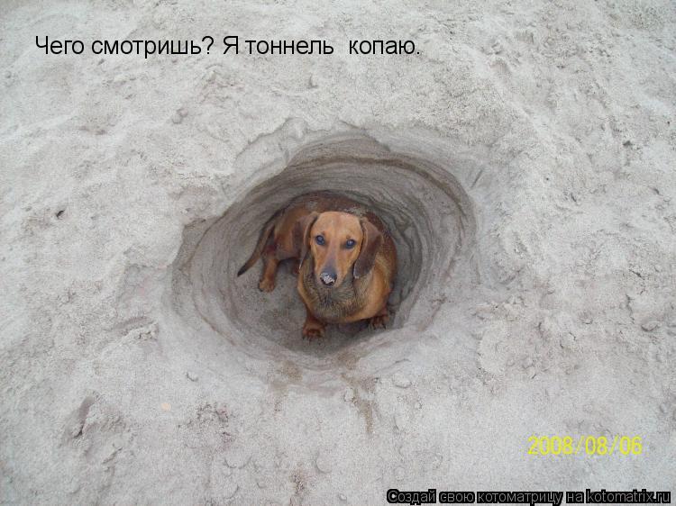Чего смотришь? Я тоннель копаю.... Котоматрица: Чего смотришь? Я тоннель копаю.