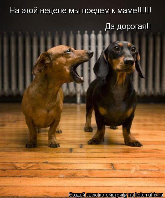 На этой неделе мы поедем к маме!!!!!! Да дорогая!!... Котоматрица: На этой неделе мы поедем к маме!!!!!! Да дорогая!!