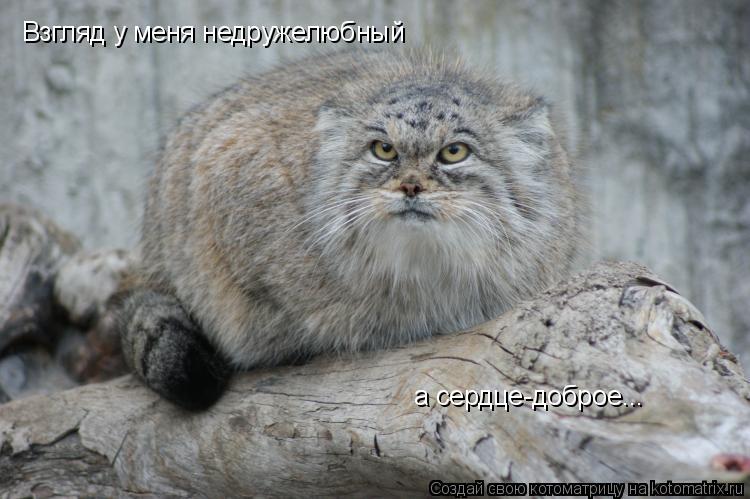 Взгляд у меня недружелюбный а сердце-доброе...... Котоматрица: Взгляд у меня недружелюбный а сердце-доброе...