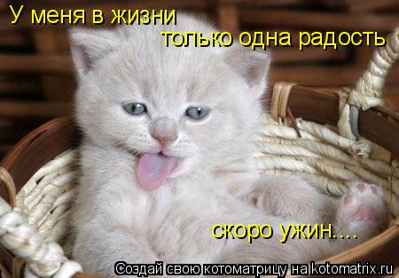У меня в жизни только одна радость скоро ужин....... Котоматрица: У меня в жизни только одна радость скоро ужин....