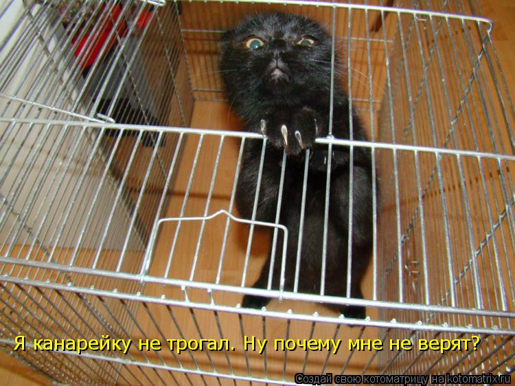 Я канарейку не трогал. Ну почему мне не верят?... Котоматрица: Я канарейку не трогал. Ну почему мне не верят?