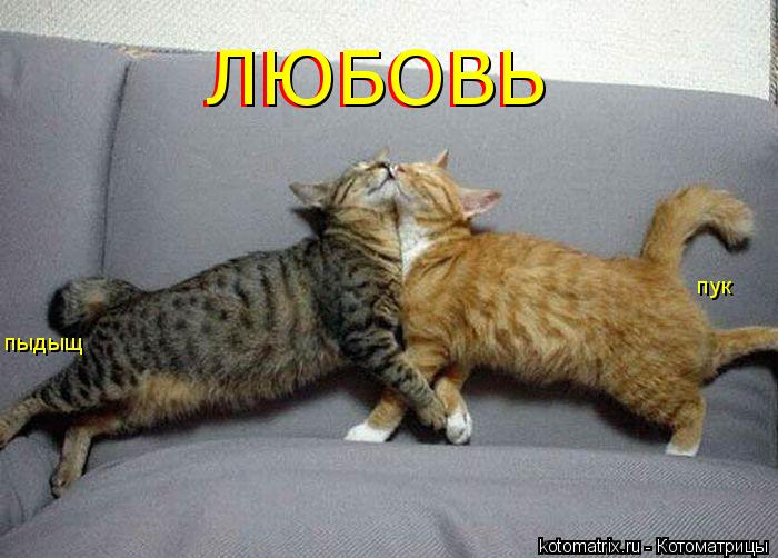 ЛЮБОВЬ ЛЮБОВЬ пыдыщ пыдыщ пук... Котоматрица: ЛЮБОВЬ ЛЮБОВЬ пыдыщ пыдыщ пук