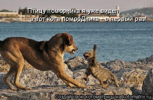 а вот кота поморДника - в первый раз! Птицу поморника я уже видел,... Котоматрица: а вот кота поморДника - в первый раз! Птицу поморника я уже видел,