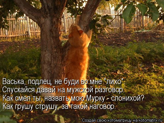 Котоматрица: Васька, подлец, не буди во мне "лихо". Спускайся давай на мужской разговор. Как смел ты, назвать мою Мурку - слонихой? Как грушу струшу, за тако