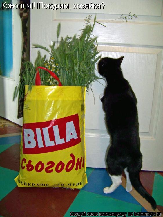Конопля!!!Покурим, хозяйка?... Котоматрица: Конопля!!!Покурим, хозяйка?