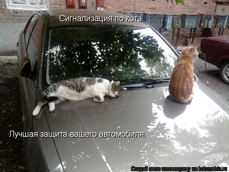 Сигнализация по котэ. Лучшая защита вашего автомобиля... Котоматрица: Сигнализация по котэ. Лучшая защита вашего автомобиля