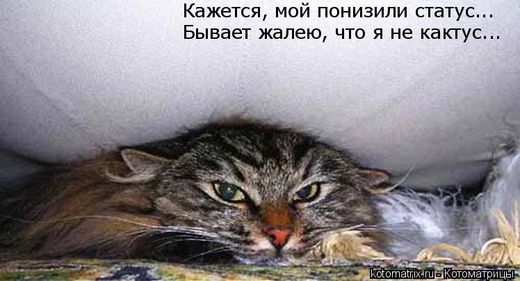 Бывает жалею, что я не кактус... Кажется, мой понизили статус...... Котоматрица: Бывает жалею, что я не кактус... Кажется, мой понизили статус...