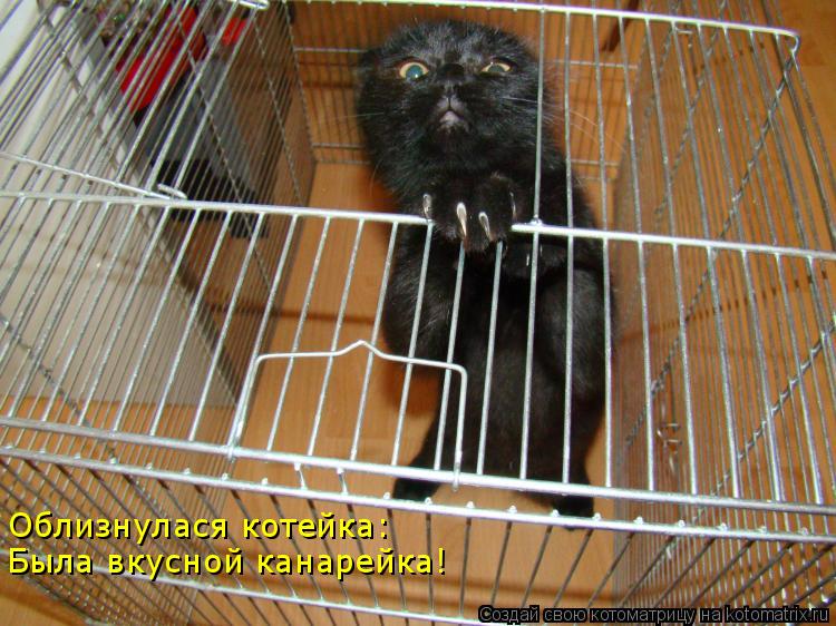 Облизнулася котейка: Была вкусной канарейка!... Котоматрица: Облизнулася котейка: Была вкусной канарейка!