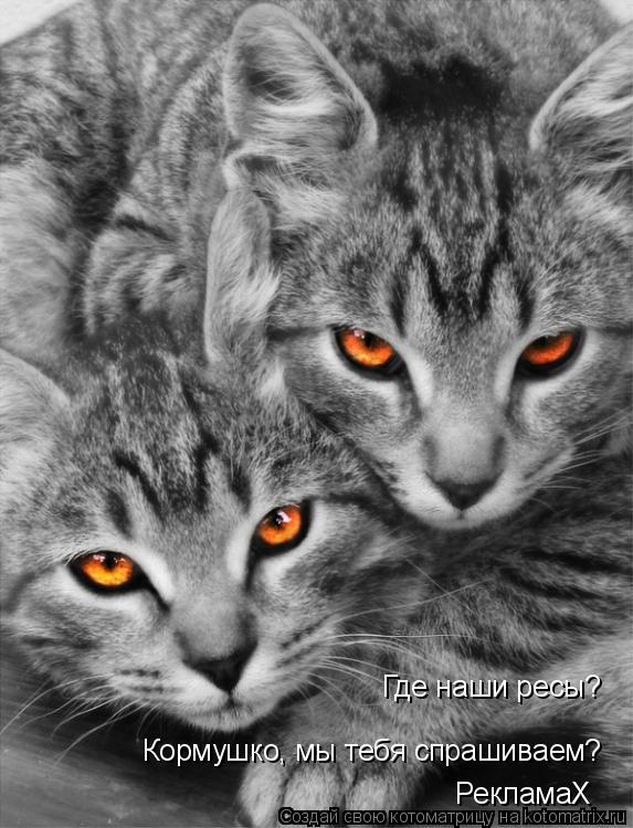 Где наши ресы? Кормушко, мы тебя спрашиваем? РекламаХ... Котоматрица: Где наши ресы? Кормушко, мы тебя спрашиваем? РекламаХ