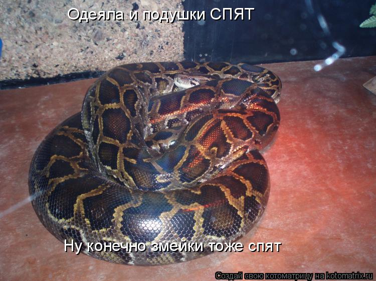 Одеяла и подушки СПЯТ Ну конечно змейки тоже спят... Котоматрица: Одеяла и подушки СПЯТ Ну конечно змейки тоже спят