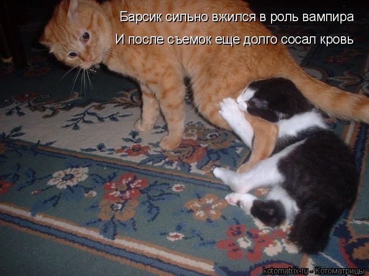 Барсик сильно вжился в роль вампира И после съемок еще долго сосал кровь... Котоматрица: Барсик сильно вжился в роль вампира И после съемок еще долго сосал кровь