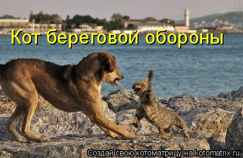 Кот береговой обороны... Котоматрица: Кот береговой обороны