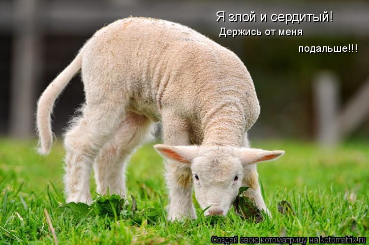 Я злой и сердитый! Я злой и сердитый! Держись от меня подальше!!! Держись от меня подальше!!!... Котоматрица: Я злой и сердитый! Я злой и сердитый! Держись от меня подальше!!! Держись от меня подальше!!!
