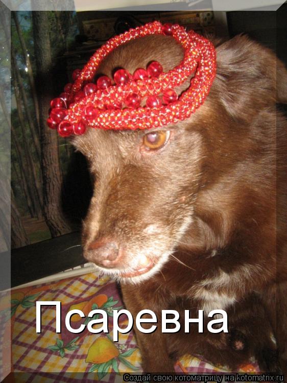 Псаревна... Котоматрица: Псаревна