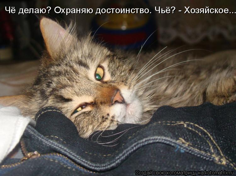 Чё делаю? Охраняю достоинство. Чьё? - Хозяйское...... Котоматрица: Чё делаю? Охраняю достоинство. Чьё? - Хозяйское...