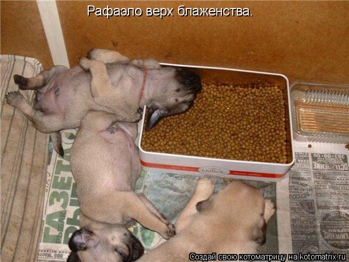 Рафаэло верх блаженства.... Котоматрица: Рафаэло верх блаженства.