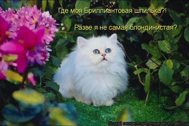 Где моя Бриллиантовая шпилька?! Разве я не самая блондинистая?... Котоматрица: Где моя Бриллиантовая шпилька?! Разве я не самая блондинистая?