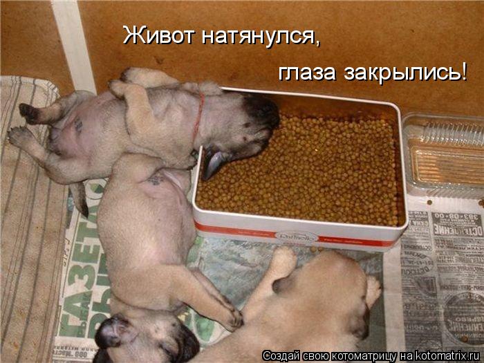 Живот натянулся, глаза закрылись!... Котоматрица: Живот натянулся, глаза закрылись!