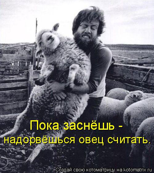 Пока заснёшь - надорвёшься овец считать.... Котоматрица: Пока заснёшь - надорвёшься овец считать.