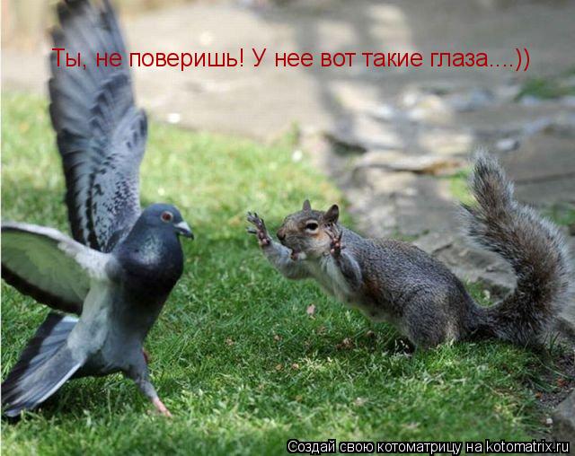 Ты, не поверишь! У нее вот такие глаза....))... Котоматрица: Ты, не поверишь! У нее вот такие глаза....))