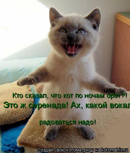 Кто сказал, что кот по ночам орет?! Это ж серенада! Ах, какой вокал радоваться надо!... Котоматрица: Кто сказал, что кот по ночам орет?! Это ж серенада! Ах, какой вокал радоваться надо!