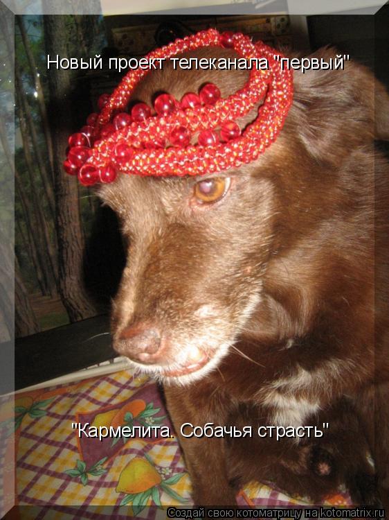 Новый проект телеканала "первый" "Кармелита. Собачья страсть"... Котоматрица: Новый проект телеканала "первый" "Кармелита. Собачья страсть"