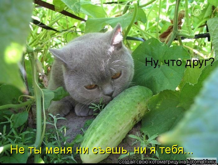 Ну, что друг? Не ты меня ни съешь, ни я тебя...... Котоматрица: Ну, что друг? Не ты меня ни съешь, ни я тебя...