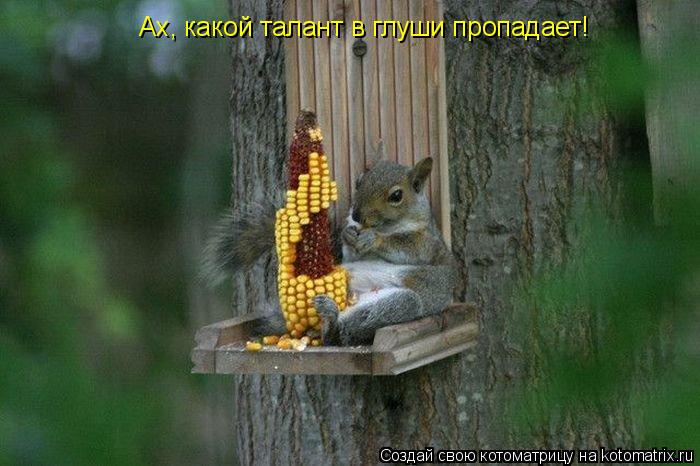 Ах, какой талант в глуши пропадает!... Котоматрица: Ах, какой талант в глуши пропадает!
