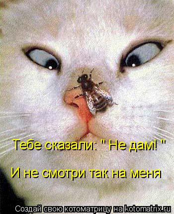 И не смотри так на меня Тебе сказали: " Не дам! "... Котоматрица: И не смотри так на меня Тебе сказали: " Не дам! "