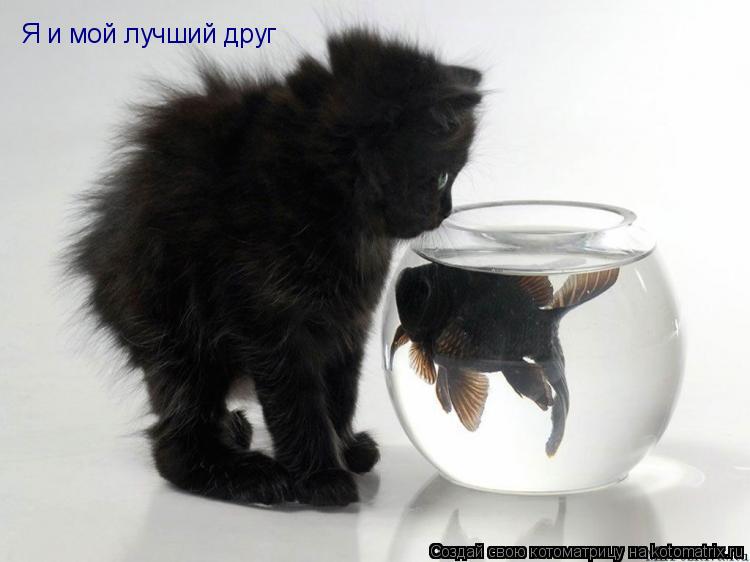 Я и мой лучший друг... Котоматрица: Я и мой лучший друг