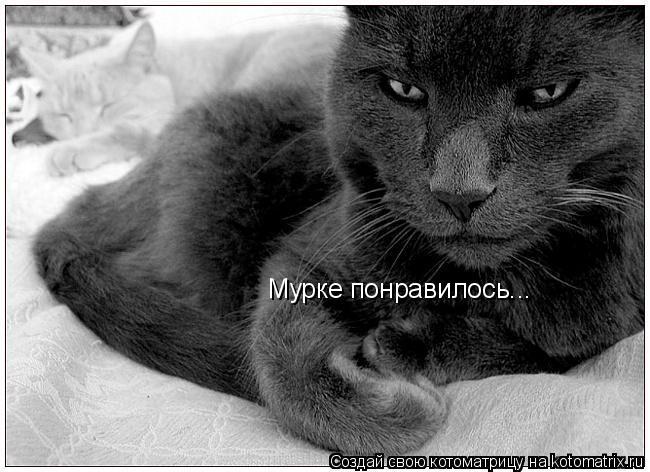 Мурке понравилось...... Котоматрица: Мурке понравилось...