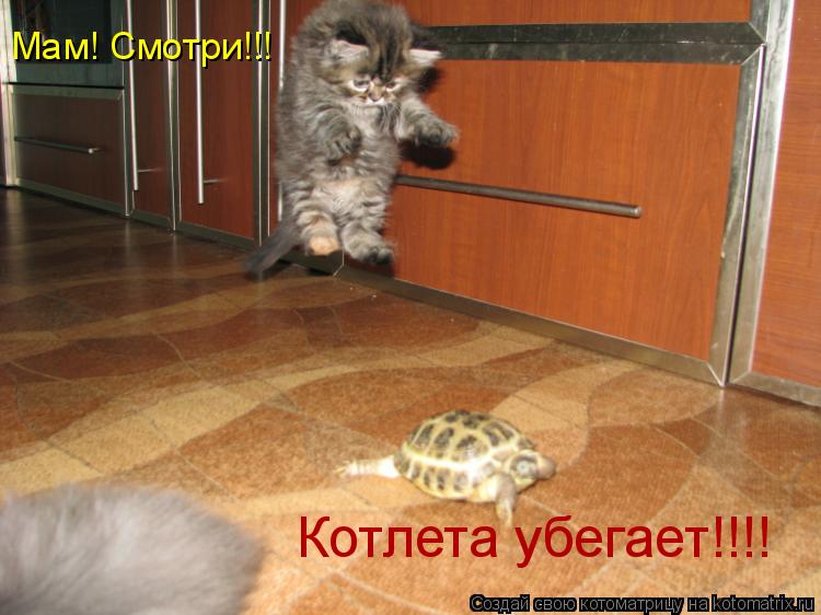 Мам! Смотри!!! Котлета убегает!!!!... Котоматрица: Мам! Смотри!!! Котлета убегает!!!!