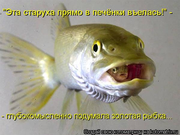 Котоматрица: "Эта старуха прямо в печёнки въелась!" - - глубокомысленно подумала золотая рыбка...