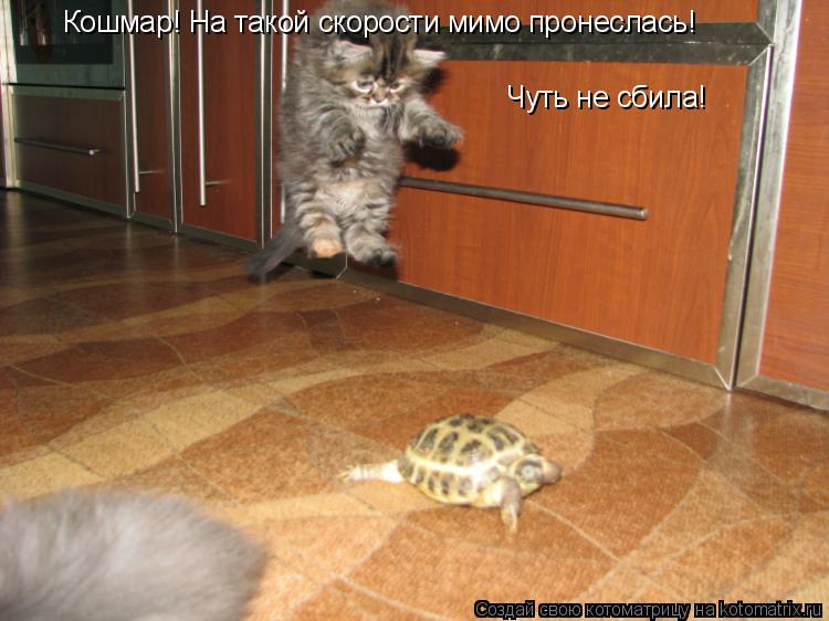 Кошмар! На такой скорости мимо пронеслась! Чуть не сбила!... Котоматрица: Кошмар! На такой скорости мимо пронеслась! Чуть не сбила!